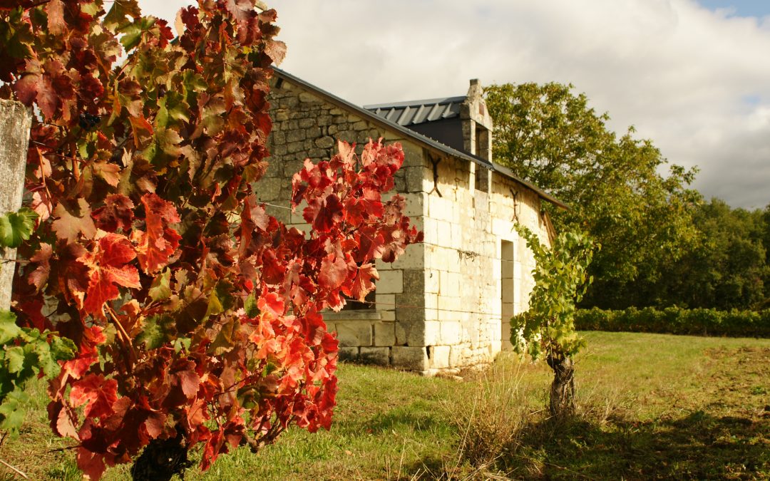 Suivi de la Vinification